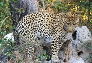 Leopard waiting for warthog Botswana