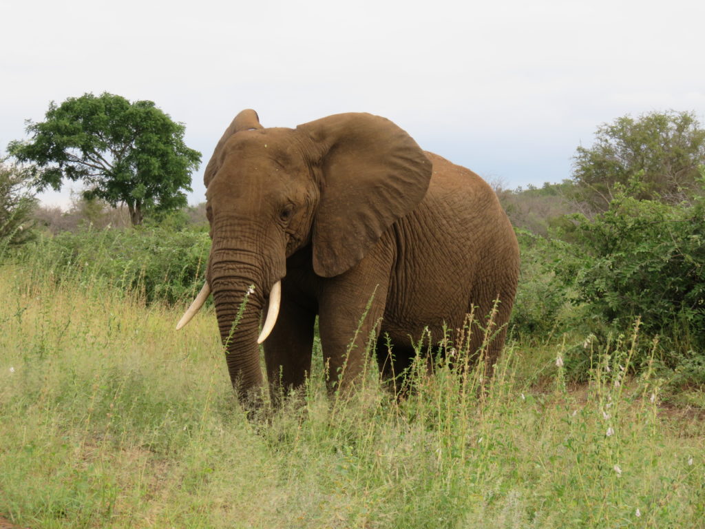 Amazing Safari Property? Look No Further Than Chitwa Chitwa